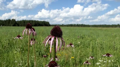 Purple cone flowers swaying gently in the breeze. Video stock 324763053