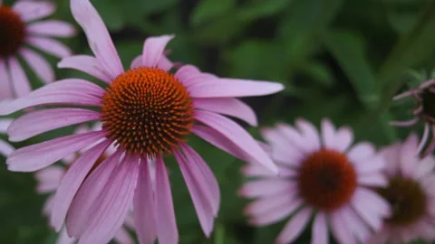 Purple Coneflower Stock Footage 136393169