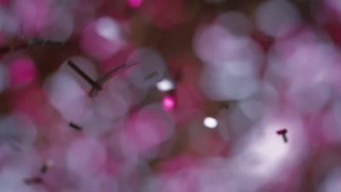 Purple confetti exploding in slow motion Stock Footage 293102385