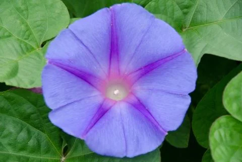 Purple convolvulus Stock-Fotos