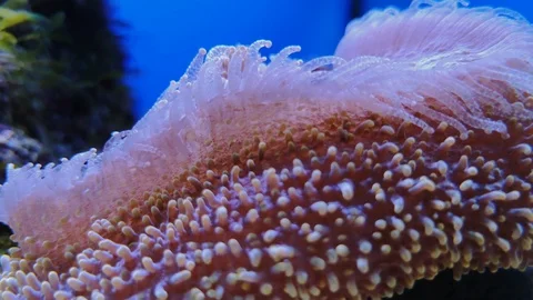Purple coral with tips, frogspawn in aquarium Stock Footage 106999736