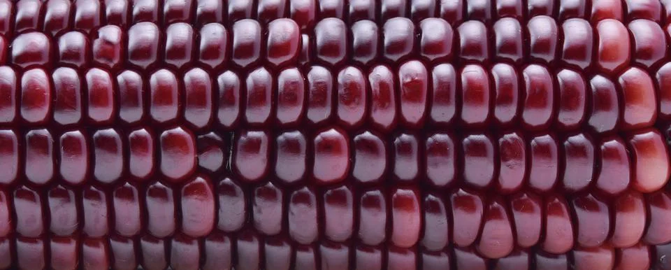 Purple corn background Foto stock