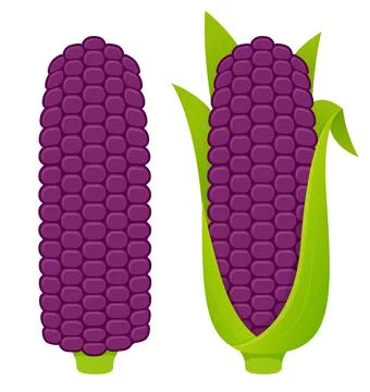 Purple corn cobs illustration Stock Illustration