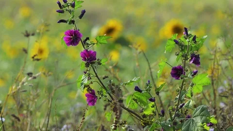 Purple corn flowers Stock Footage 101990777