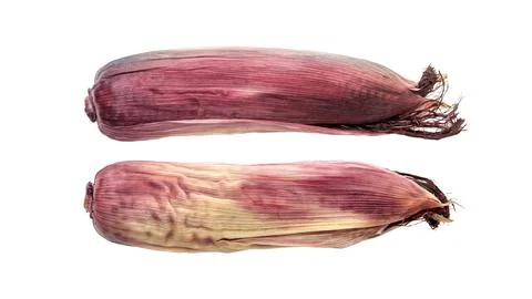 Purple corn on a white background. Stock Photos