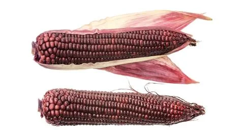 Purple corn on a white background. Stock Photos