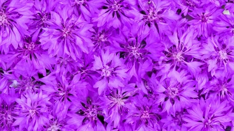 Purple Cornflowers Blooming Close Up Background Stock Footage 346250091