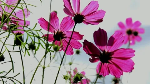 Purple cosmos Stock Footage 214359021