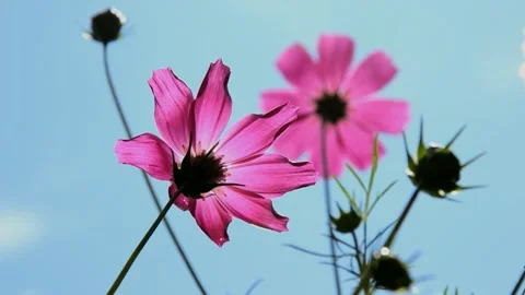 Purple cosmos Stock Footage 214375805