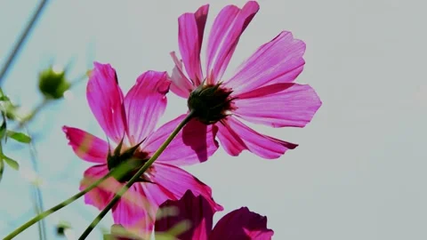 Purple cosmos Stock Footage 214383378