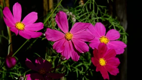 Purple cosmos Stock Footage 214393997