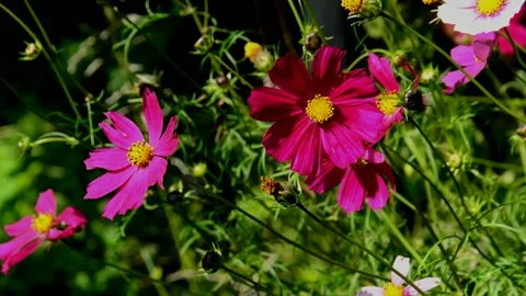 Purple cosmos Stock Footage 214446242