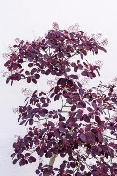 Purple cotinus shrub Stock Photos