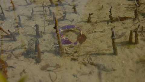 Purple crab from qatar Stock Footage 170820525