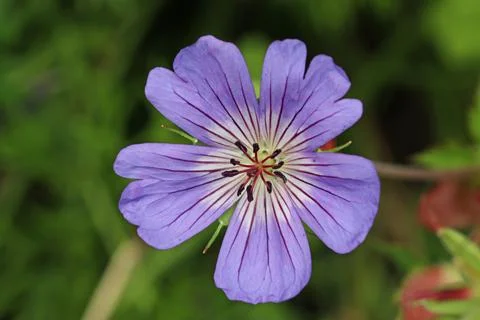 Purple cranesbill flower in close up Stock-Fotos