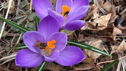 Purple crocus and bee Stock Footage 90722146