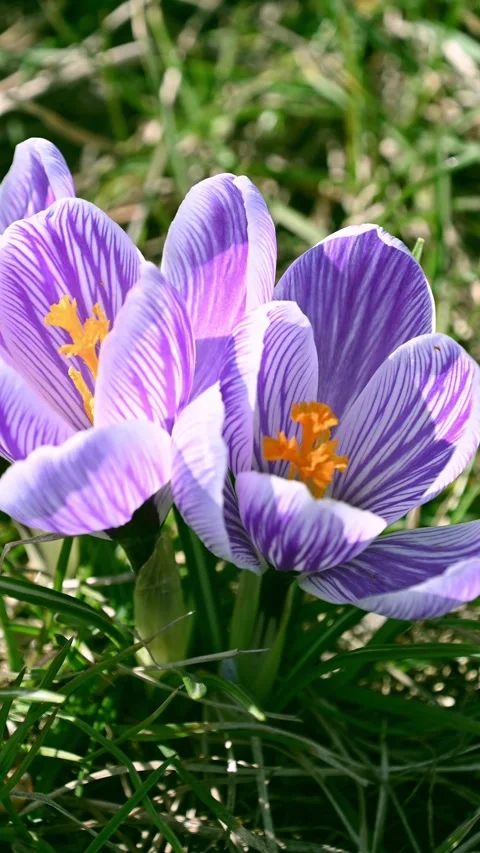 Purple crocus blooming in grassy spring garden at morning 動画素材 331462761