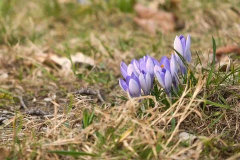 A purple crocus blooming in a meadow in spring. Macro shot of delicate petals Stock Photos