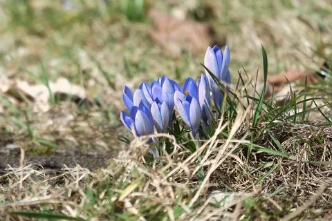 A purple crocus blooming in a meadow in spring. Macro shot of delicate petals Stock Photos