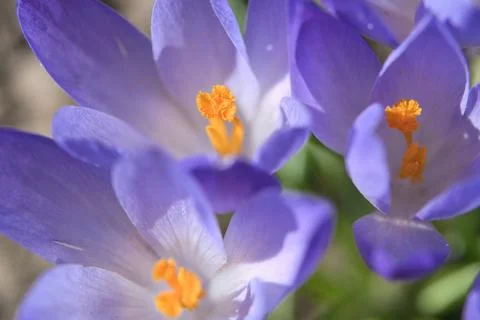 A purple crocus blooms in spring. Macro shot of delicate petals. Natural beau Stock Photos