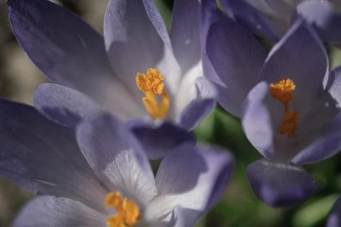 A purple crocus blooms in spring. Macro shot of delicate petals. Natural beau Stock Photos