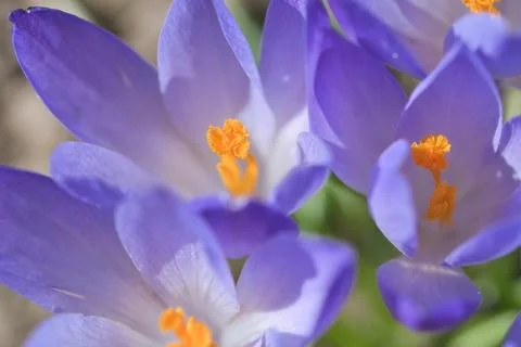 A purple crocus blooms in spring. Macro shot of delicate petals. Natural beau Stock Photos