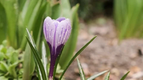 Purple crocus blossom close up. Blooming suffron or crocus flowers in the garden Stock Footage 173763053
