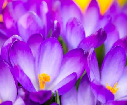 Purple Crocus Blossoms Stock Photos