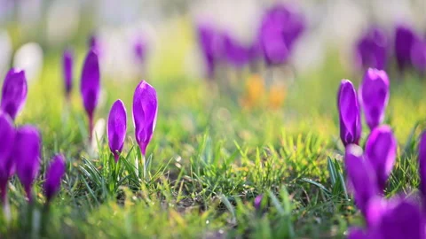 Purple crocus blossoms in sunlight, fresh spring forest meadow Stock Footage 334152270
