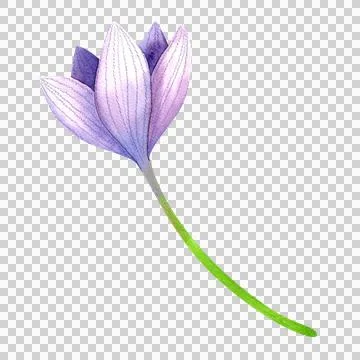 Purple crocus bud with a stem, isolated watercolor illustration. Hand drawn Illustration