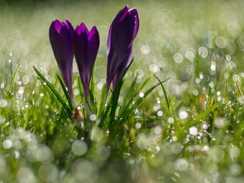 Purple crocus budding Stock Photos