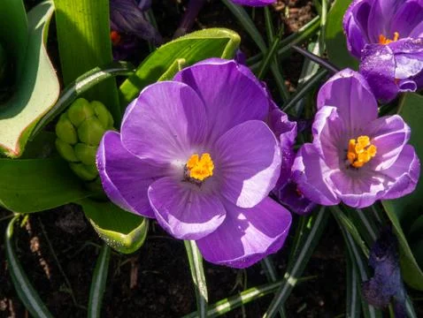 Purple crocus cluster Stock Photos