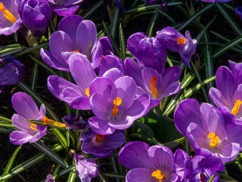 Purple crocus cluster Stock Photos