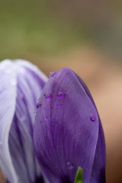Purple crocus in dew, selective focus, spring day Stock Photos
