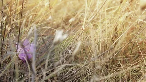 Purple crocus in the dry grass Stock Footage 72769262