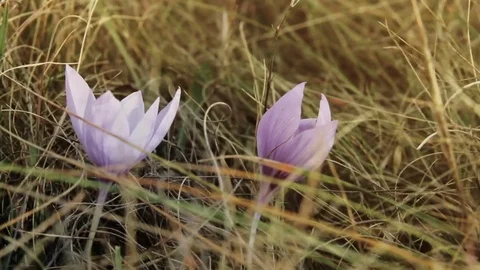 Purple crocus in the dry grass Video stock 72769430