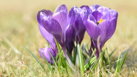 Purple crocus flower with bee on the meadow. Stock Footage 73413748