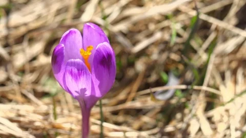 Purple Crocus Flower Bloom Close Up Spring Nature Macro Stock Footage 333531954