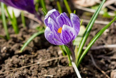 Purple crocus flower bloom in spring. Stock Photos