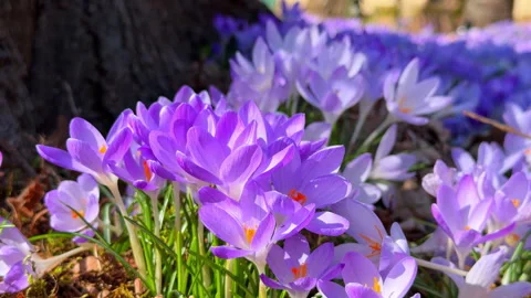 Purple crocus flower blooming in spring garden Stock Footage 337401301