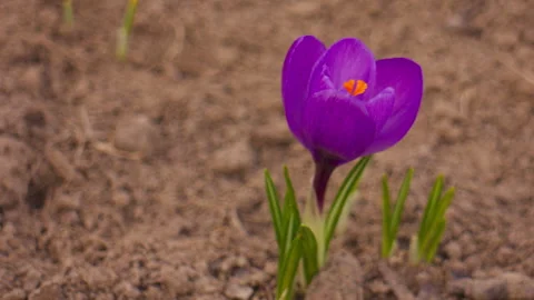 Purple Crocus Flower Close Up With Blurred Background, Spring Nature Video 動画素材 331797152