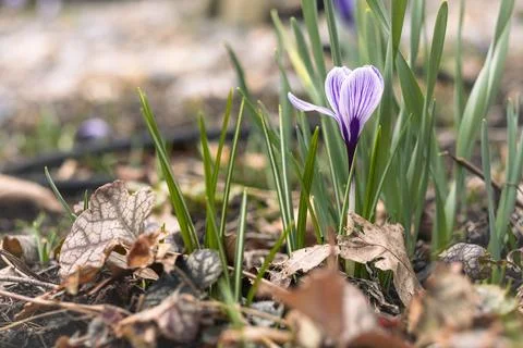 Purple Crocus Flower Close Up In Spring Garden Photos
