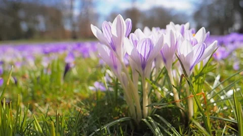 Purple Crocus, flower falling from above Stock Footage 130706099