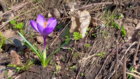 Purple crocus flower Stock Footage 305735964