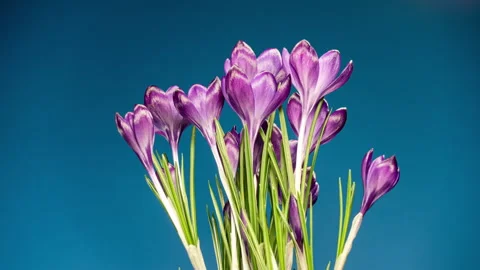 Purple Crocus Flower Opening and Wilting in Time Lapse on a Blue Background.. Stock Footage 337842268
