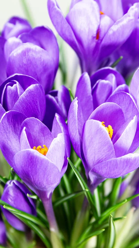 Purple Crocus Flower Opening and Wilting in Time Lapse on a White Backgroun.. Stock Footage 340154546
