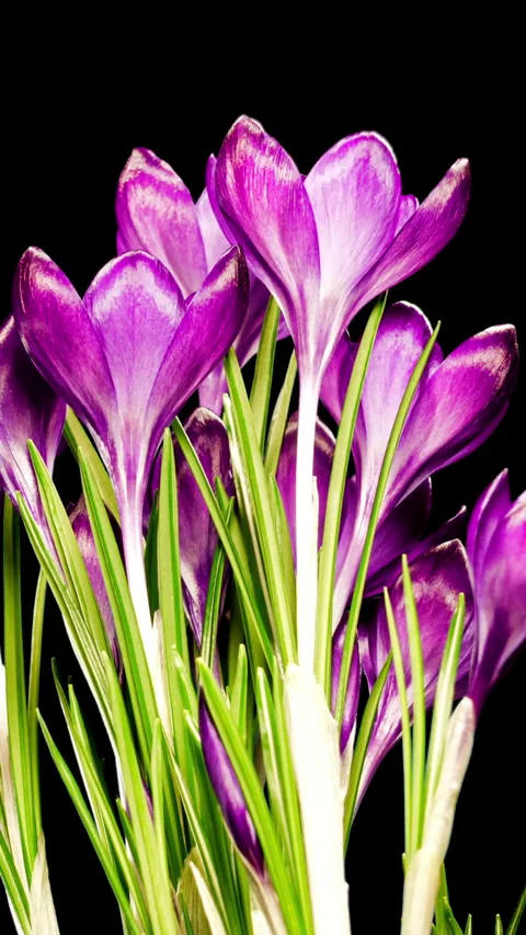 Purple Crocus Flower Opening and Wilting in Time Lapse on a Black Backgroun.. Stock Footage 340410649