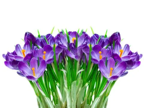 Purple crocus flower Stock Photos