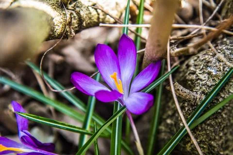 Purple Crocus flower Stock Photos