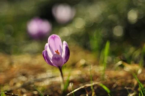 Purple crocus flower at spring Stock Photos